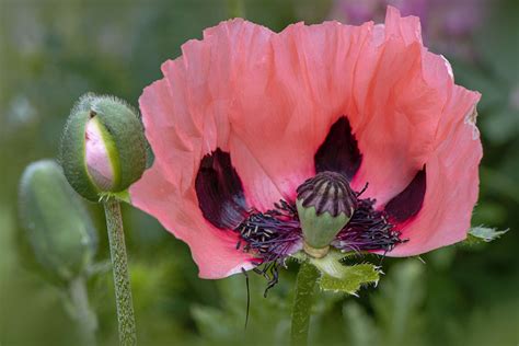 How to Grow and Care for Oriental Poppy
