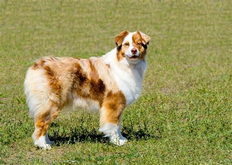 Why Don't Australian Shepherds Have Tails? - Australian Shepherd Info