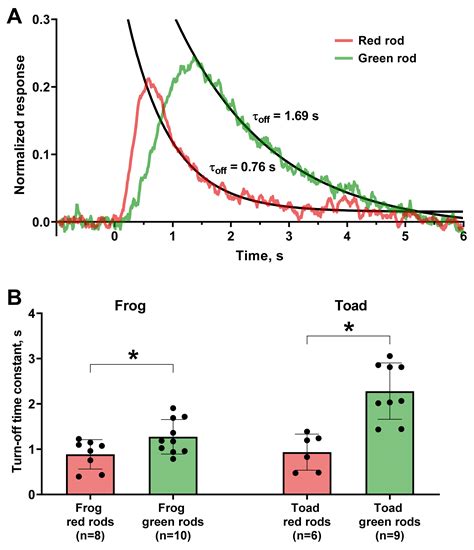 Phototransduction in Anuran Green Rods: Origins of Extra-Sensitivity