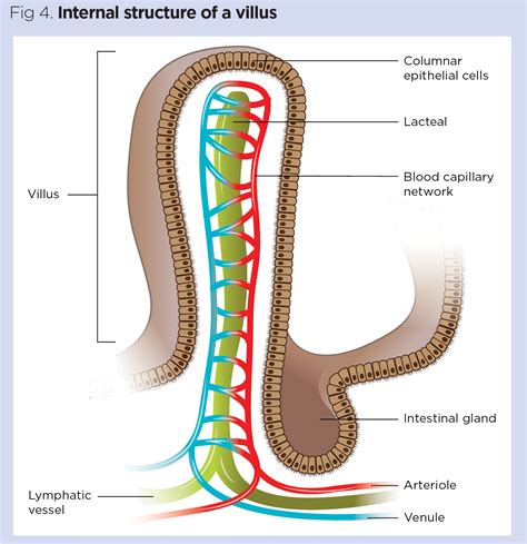 The lymphatic system 1: structure, function and oedema | Nursing Times