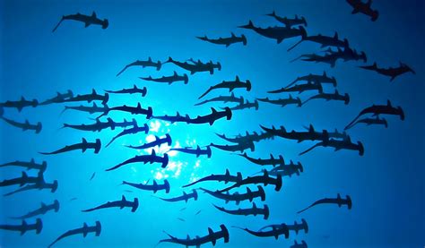 Buceo con tiburones en Indonesia: mejores zonas y especies