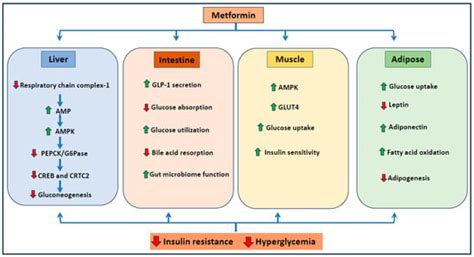 Anti-Inflammatory Potential of the Anti-Diabetic Drug Metformin in the ...