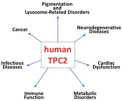 The Two-Pore Channel 2 in Human Physiology and Diseases: Functional ...