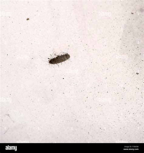 Carpet Beetle Life Cycle