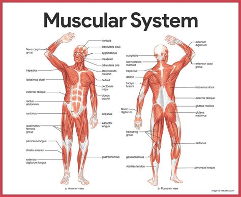 Sistem Muskular Adalah - Homecare24