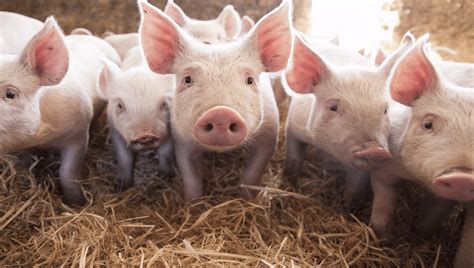 What to know about pig welfare | RSPCA Approved