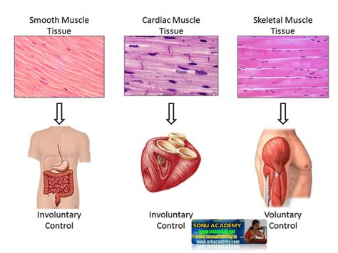 SONU ACADEMY: MUSCLE TISSUE - TEXT