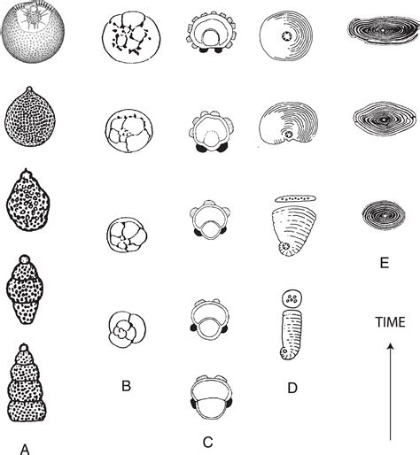 Chronic subinvolution of uterus | Semantic Scholar