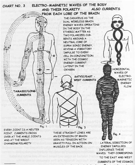 Human Body Frequency Chart - Educational Printable Activities