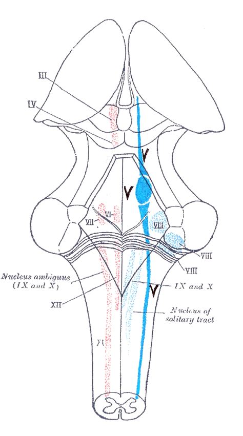 Trigeminal Nucleus