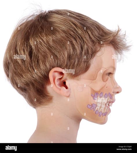 6 year old molars hi-res stock photography and images - Alamy