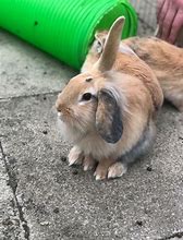 Image result for Mini French Lop Rabbit