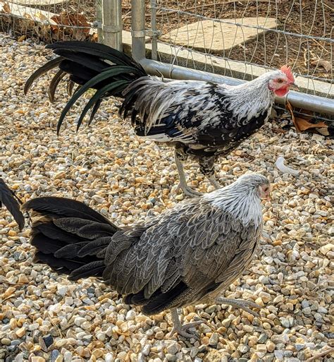 The Martha Stewart Blog : Blog Archive My Growing Phoenix Chickens ...