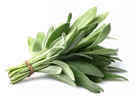 Herb Sage
