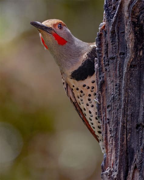 Northern Flicker (Red-shafted)