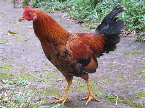 Chicken Animal Names And Pictures