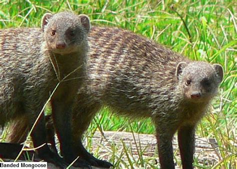 Mongoose Facts - Animal Facts Encyclopedia