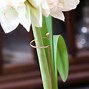 Image result for Amaryllis Support