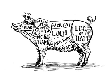 Premium Photo | Butcher's pig chart. Ink black and white drawing