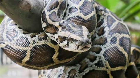 Giant Pet Python 的图像结果