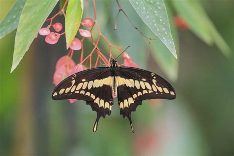 Yellow And Black Butterfly
