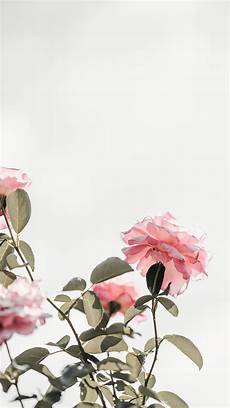 Tropical Gold Iphone Xr Wallpaper Flowers by 21 Pretty Wallpapers For Your New Iphone Xs Max Preppy Tropical Gold Iphone Xr Wallpaper Flowers