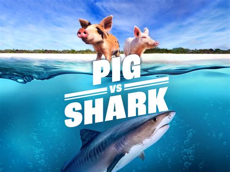 Image result for Shark vs Python