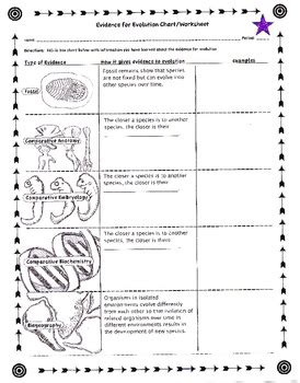 Evidence for Evolution Worksheet 的图像结果