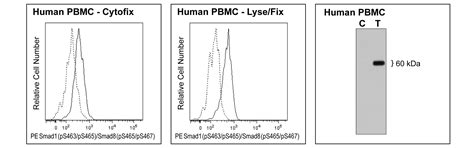 PE Rat anti-Smad1 (pS463/pS465)/Smad8 (pS465/pS467)