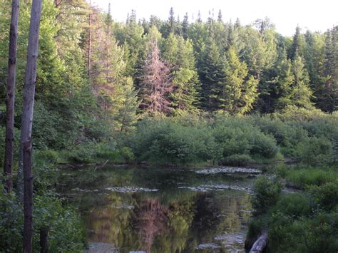 Fish Creek Pond Campground: Relaxation and Canoeing in Upstate NY