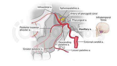 Anatomy of the pterygopalatine (sphenopalatine) fossa | Osmosis
