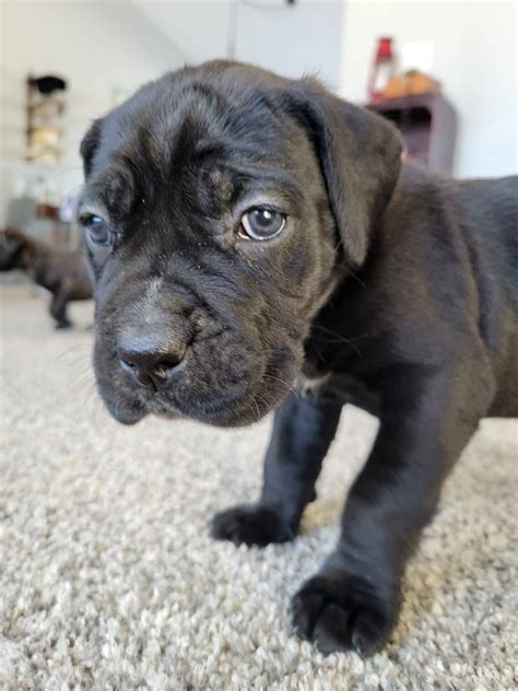 Cane Corso Puppies