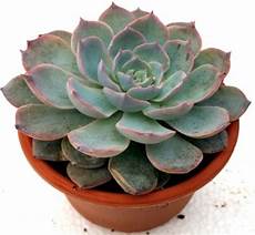 plante grasse plante grasse ou plante succulente jardinier paresseux plante grasse plante grasse ou plante succulente jardinier paresseux
