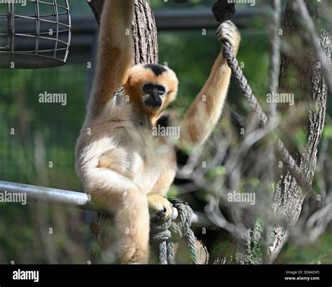 29 September 2025, Hesse, Frankfurt/Main: A northern white-cheeked ...