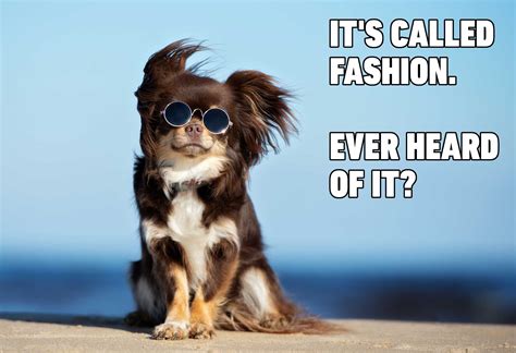 Hilarious Dog Memes You'll Laugh at Every Time | Reader's Digest