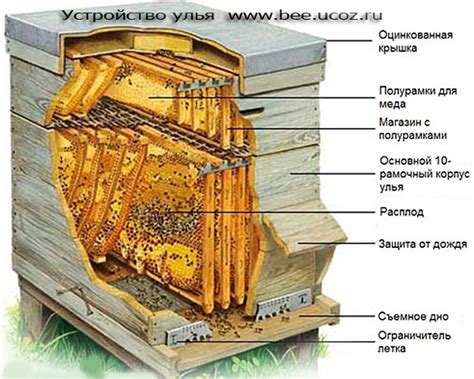 Ульи для пчел - Пчеловодство - Каталог файлов - Все о меде и пчелах