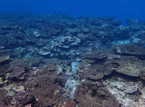 Japan using Saudi-made coral skeletons from expo for sea conservation