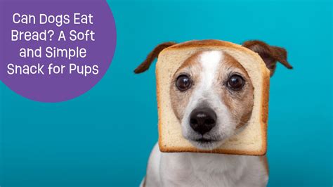 Can Dogs Eat Bread? A Soft and Simple Snack | Brightkins