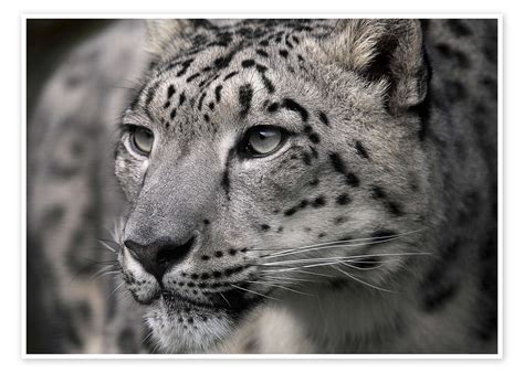 Leopardo De Las Nieves En Blanco Y Negro