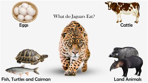 What do Jaguars Eat? | Feeding Nature