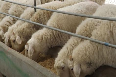 大型养羊场消毒方法及注意事项