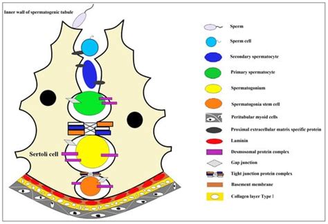 Recent Progress of In Vitro 3D Culture of Male Germ Stem Cells
