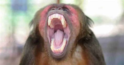 Primate Behavior 的图像结果