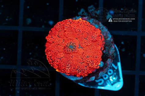 Rhodactis Super Orange (WCC)(Filter)-SCH1_251024_137