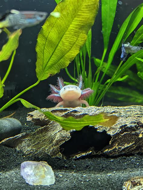 Borat King Of The Castle