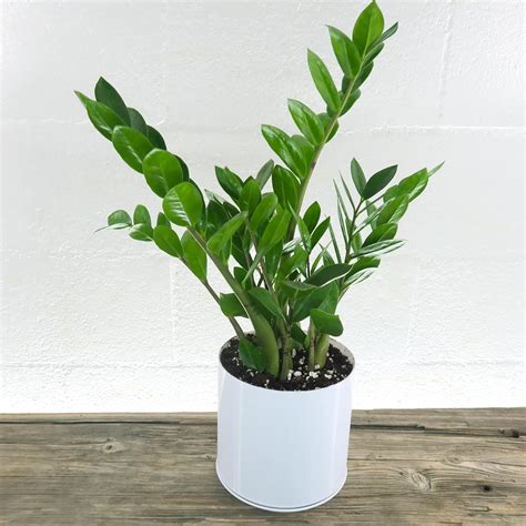 GREEN PARADISE Indoor Air Purifying Plant with Plastic Pot Zamioculcas ...