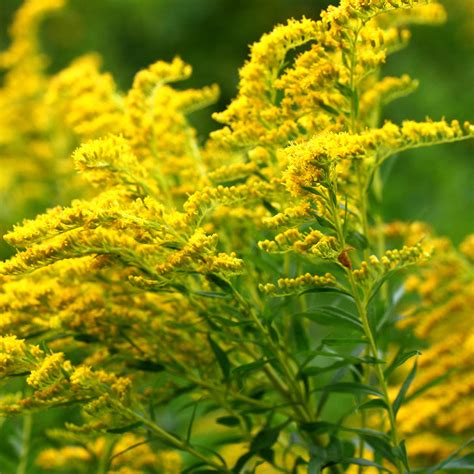 Goldenrod, Solidago spp - Village Herbals