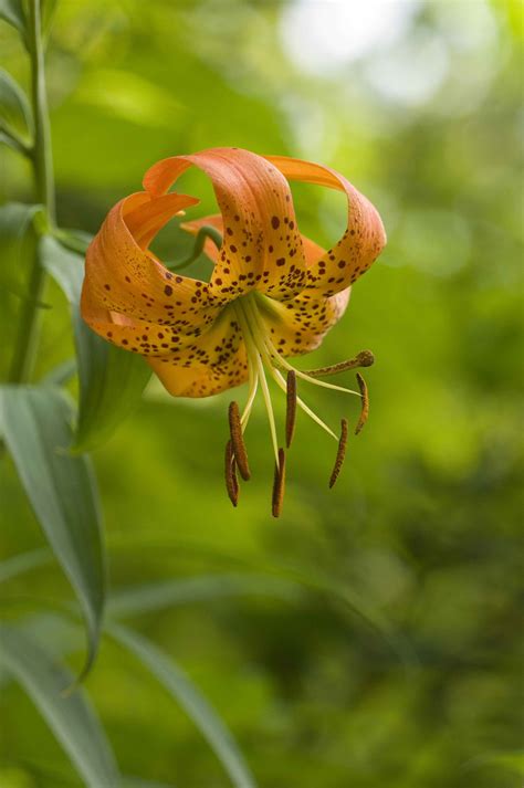 Free picture: up-close, orange flower, petals, turks, cap, lily, lilium ...