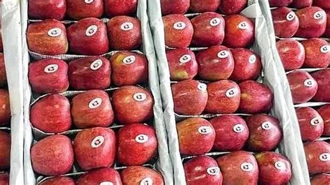 Mumbaikars, get ready to enjoy juicy Kashmiri apples