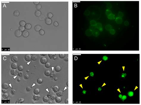 MytiLec-1 Shows Glycan-Dependent Toxicity against Brine Shrimp Artemia ...